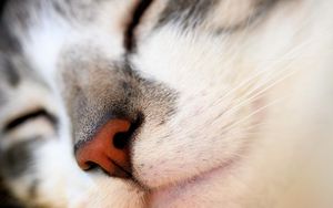 Preview wallpaper cat, face, nose, red, white, gray