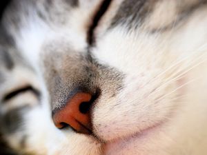 Preview wallpaper cat, face, nose, red, white, gray