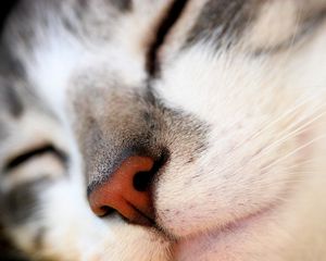Preview wallpaper cat, face, nose, red, white, gray