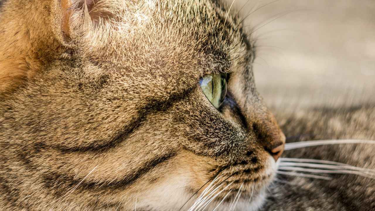 Wallpaper cat, face, profile, striped