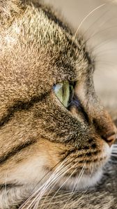 Preview wallpaper cat, face, profile, striped