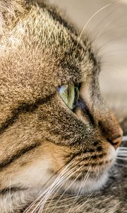 Preview wallpaper cat, face, profile, striped