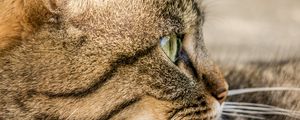 Preview wallpaper cat, face, profile, striped