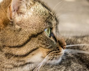 Preview wallpaper cat, face, profile, striped