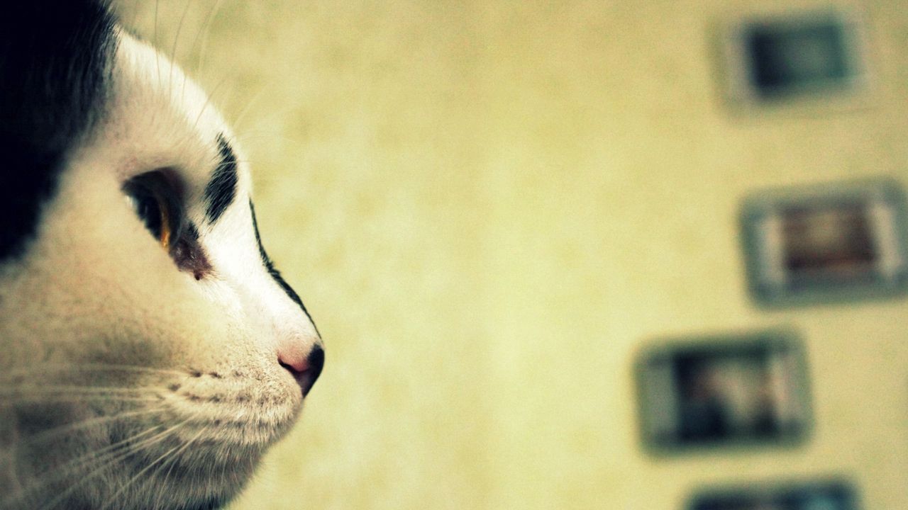 Wallpaper cat, face, profile, spotted