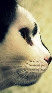 Preview wallpaper cat, face, profile, spotted