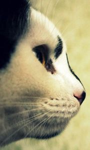Preview wallpaper cat, face, profile, spotted