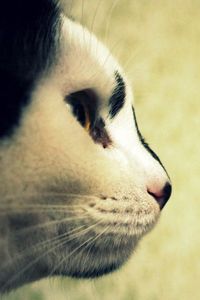 Preview wallpaper cat, face, profile, spotted