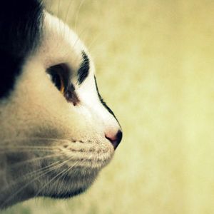 Preview wallpaper cat, face, profile, spotted