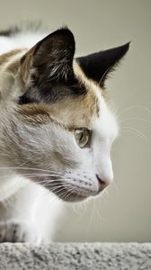 Preview wallpaper cat, face, profile, spotted, sitting