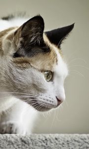 Preview wallpaper cat, face, profile, spotted, sitting