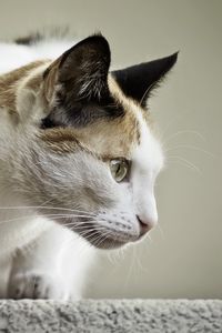 Preview wallpaper cat, face, profile, spotted, sitting