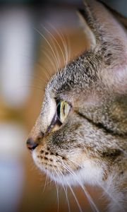Preview wallpaper cat, face, profile, eyes, curiosity