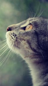 Preview wallpaper cat, face, profile, observe
