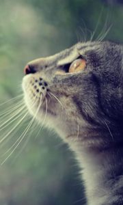 Preview wallpaper cat, face, profile, observe