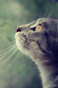 Preview wallpaper cat, face, profile, observe