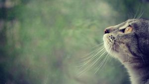 Preview wallpaper cat, face, profile, observe