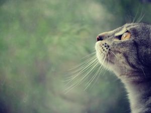 Preview wallpaper cat, face, profile, observe