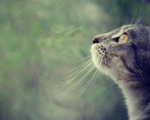 Preview wallpaper cat, face, profile, observe