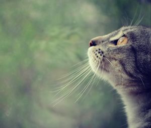 Preview wallpaper cat, face, profile, observe