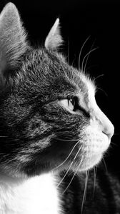 Preview wallpaper cat, face, profile, black background