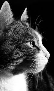 Preview wallpaper cat, face, profile, black background