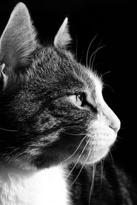 Preview wallpaper cat, face, profile, black background