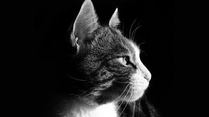 Preview wallpaper cat, face, profile, black background