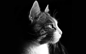 Preview wallpaper cat, face, profile, black background