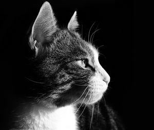 Preview wallpaper cat, face, profile, black background