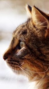 Preview wallpaper cat, face, profile, fluffy