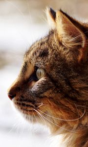 Preview wallpaper cat, face, profile, fluffy