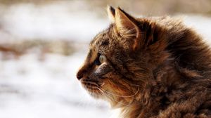 Preview wallpaper cat, face, profile, fluffy