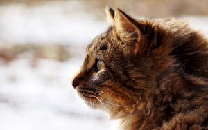 Preview wallpaper cat, face, profile, fluffy