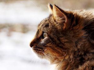 Preview wallpaper cat, face, profile, fluffy