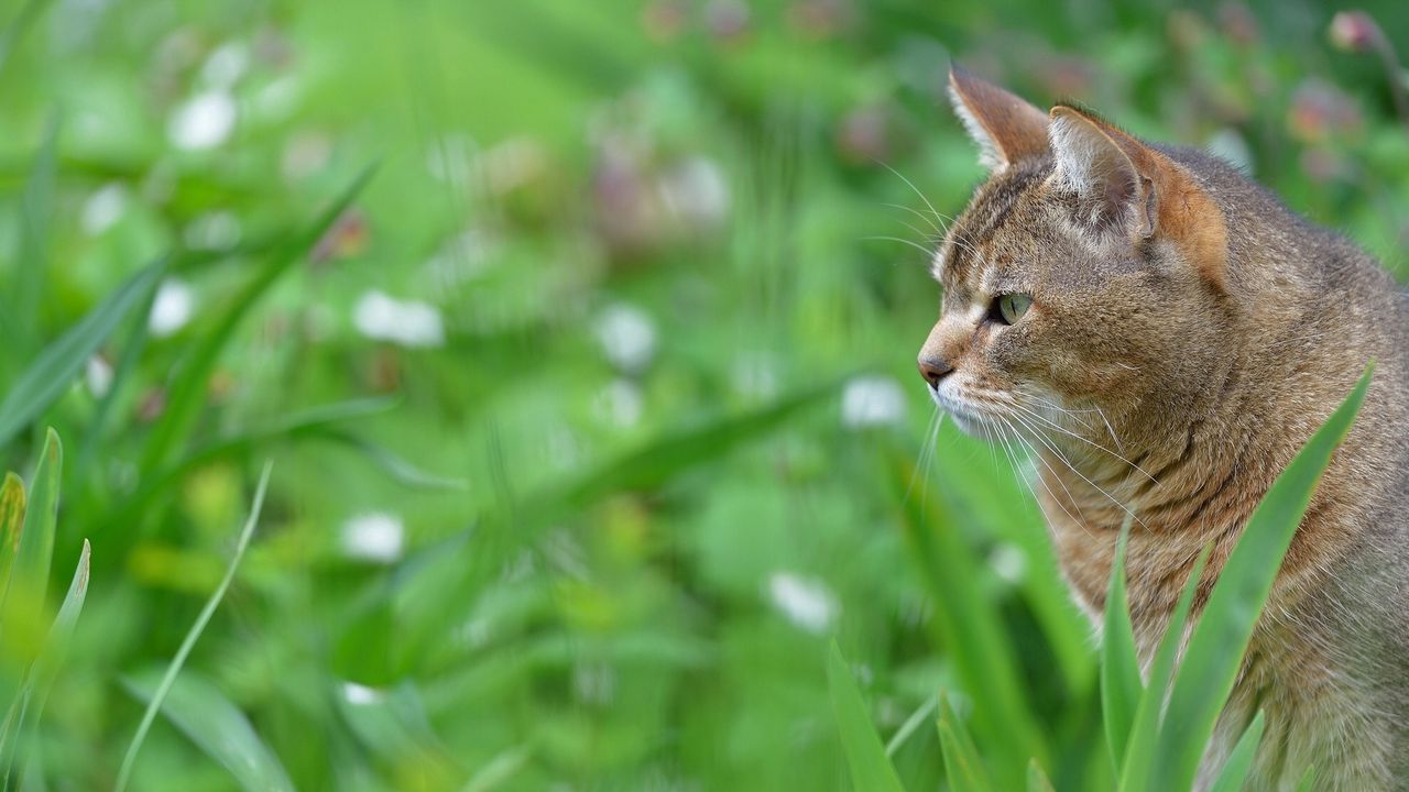 Wallpaper cat, face, profile, grass
