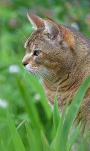 Preview wallpaper cat, face, profile, grass