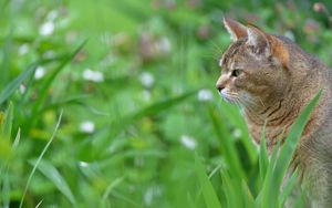 Preview wallpaper cat, face, profile, grass