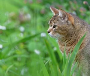 Preview wallpaper cat, face, profile, grass