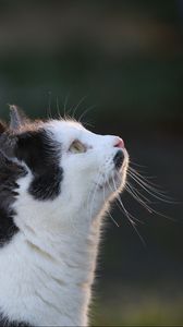 Preview wallpaper cat, face, profile, spot, view