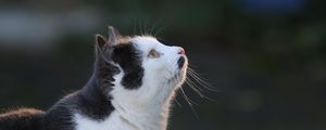 Preview wallpaper cat, face, profile, spot, view