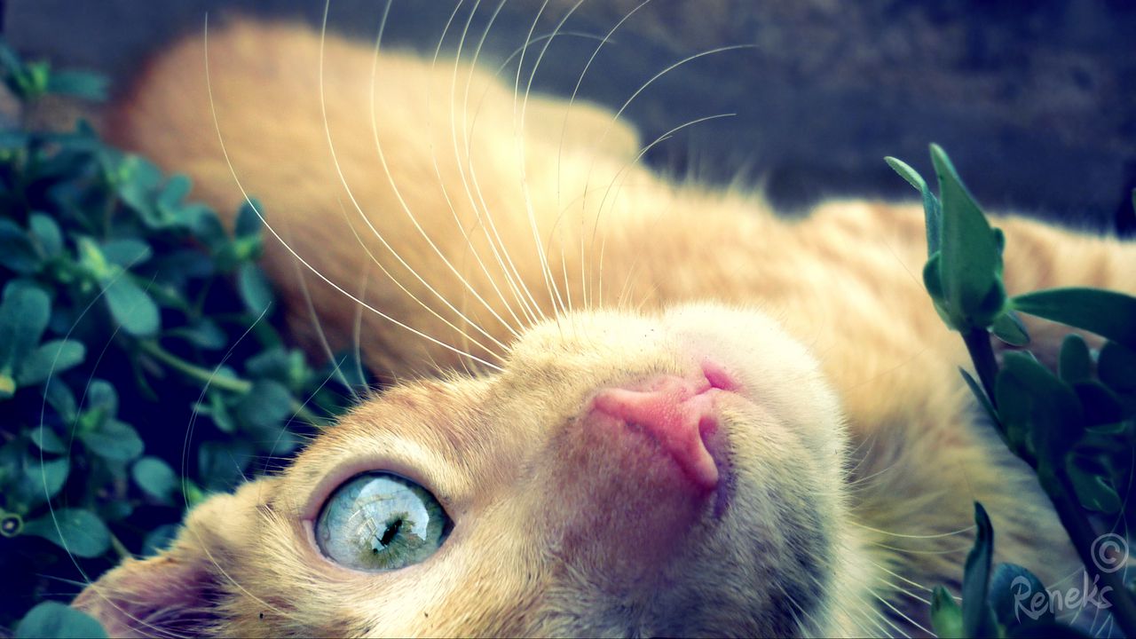 Wallpaper cat, face, red, hair, eyes