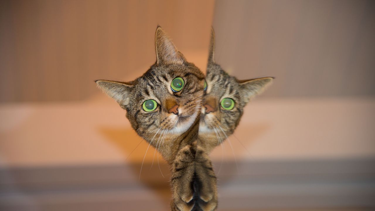 Wallpaper cat, face, reflection, striped