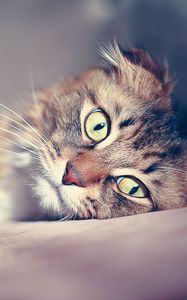Preview wallpaper cat, face, sad, down, glare