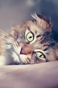 Preview wallpaper cat, face, sad, down, glare