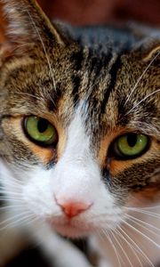 Preview wallpaper cat, face, sad, sight