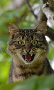 Preview wallpaper cat, face, scream, tree