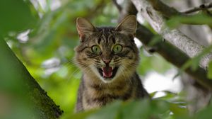 Preview wallpaper cat, face, scream, tree