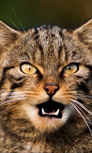 Preview wallpaper cat, face, scream, mustache, eyes