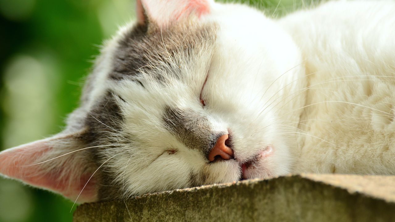 Wallpaper cat, face, sleep